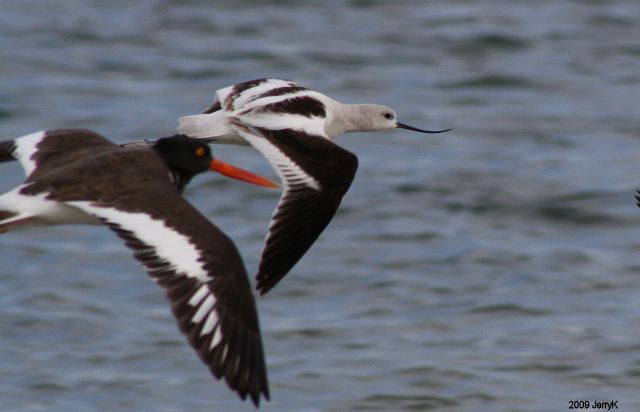 American Avocet